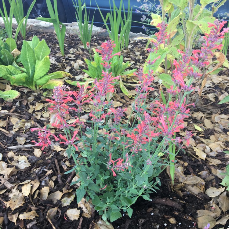 plant image 798506