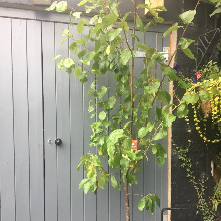 Plant image Prunus domestica subsp. italica 'Old Greengage'