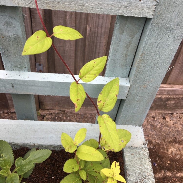 Plant image Lonicera japonica 'Halliana'