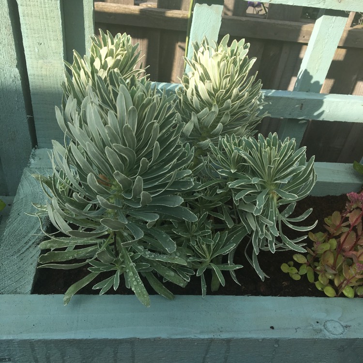 plant image 840080