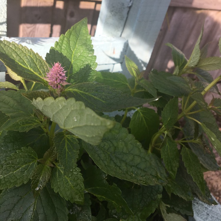 Plant image Agastache 'Blue Fortune'