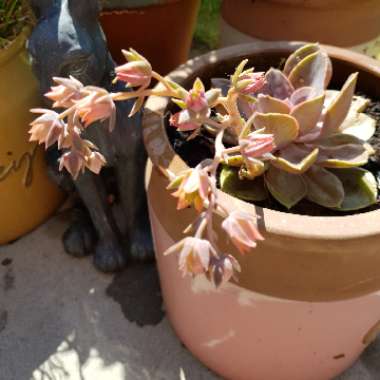 Tracy's garden