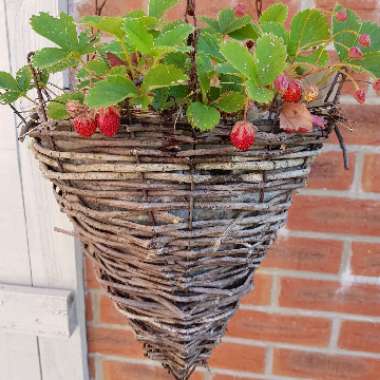 Tracy's garden