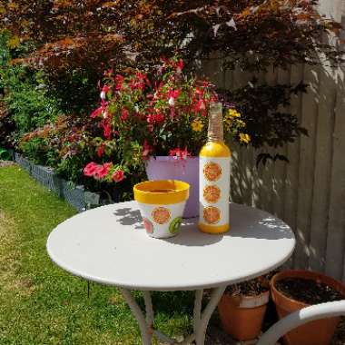 Tracy's garden