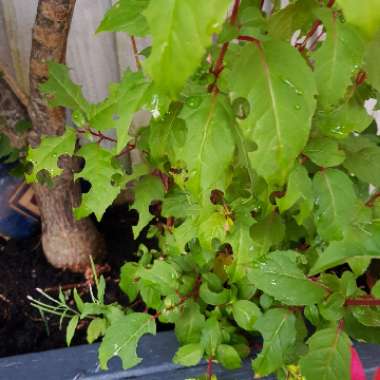 Tracy's garden