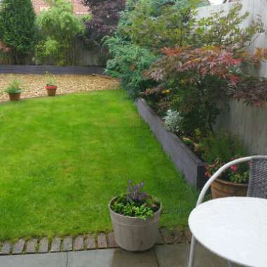 Tracy's garden