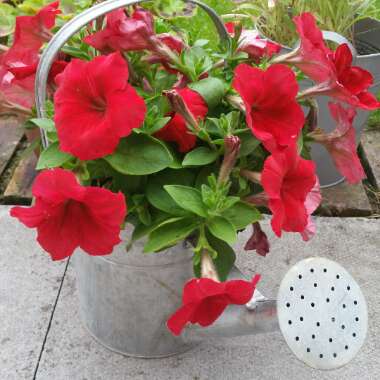 Tracy's garden