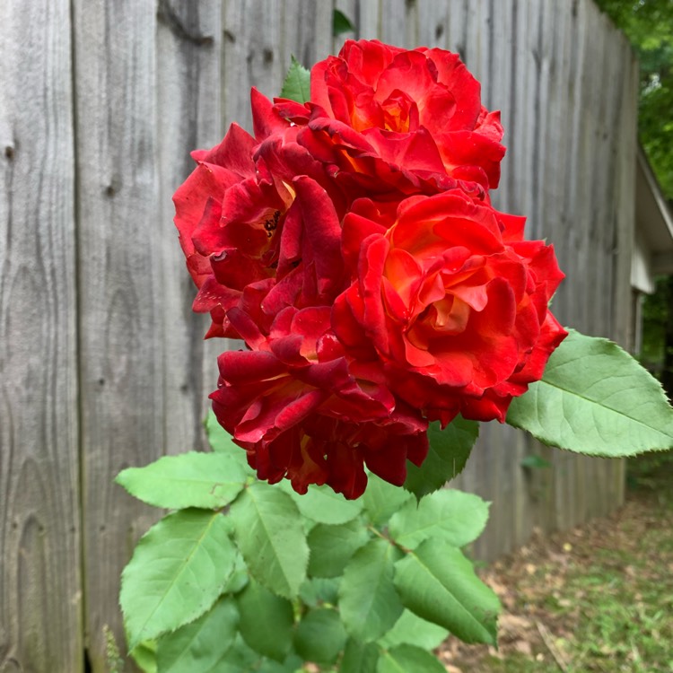 plant image 1318204