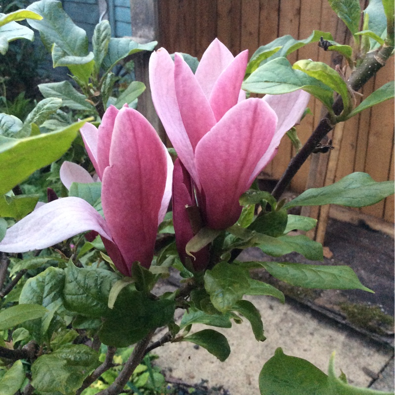 Plant image Magnolia 'Sunrise'