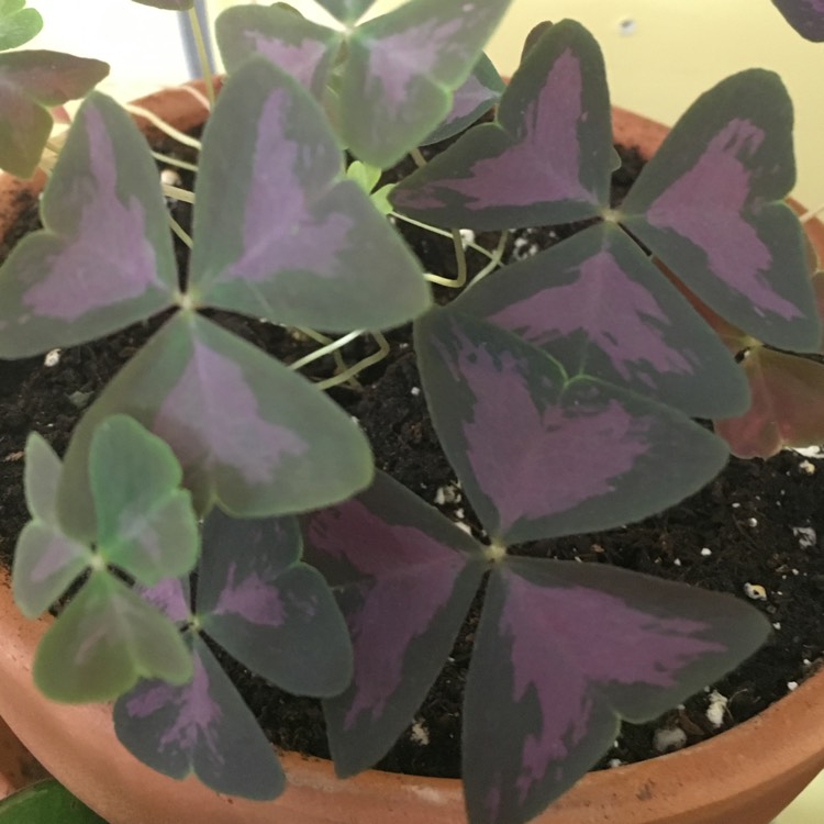 Plant image Oxalis triangularis 'JR Oxburwi' (Xalis Series) syn. Oxalis triangularis 'Burgundy Wine'