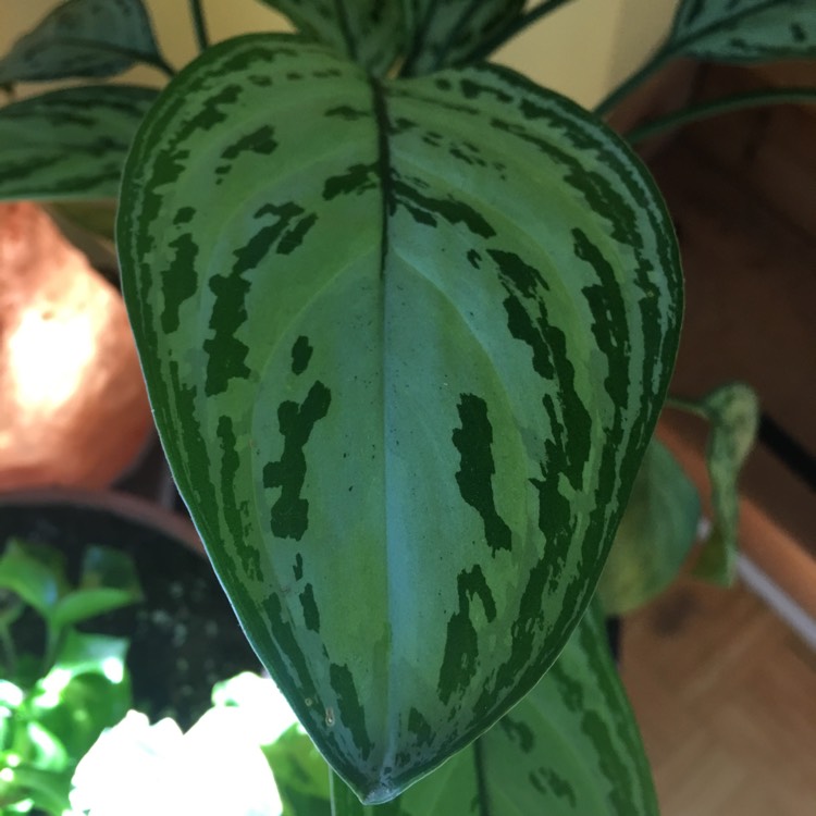 plant image 734513
