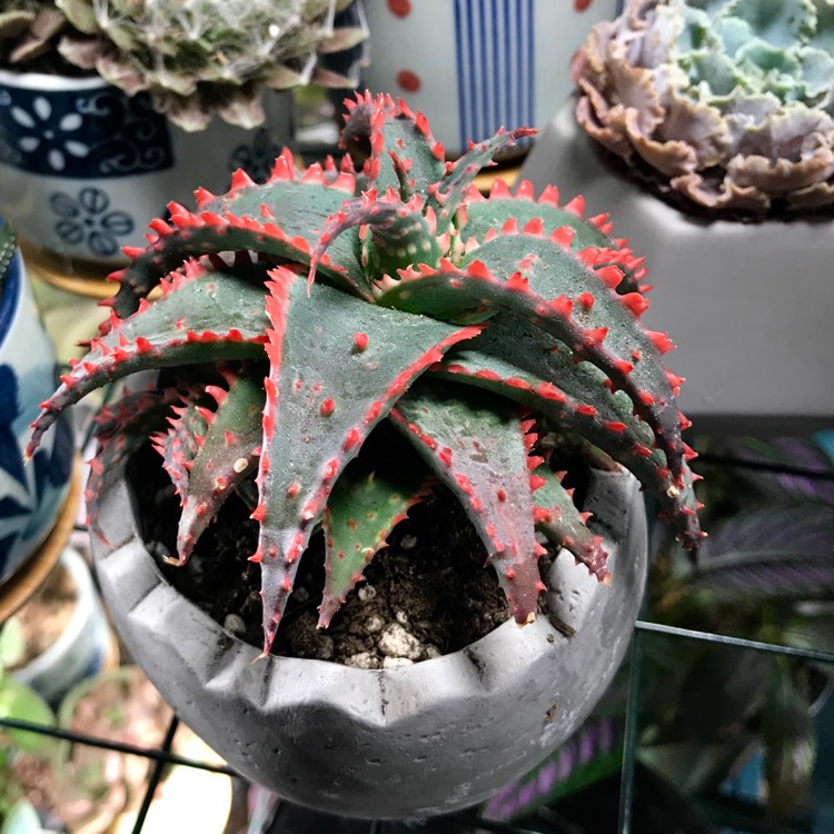 Plant image Aloe 'Christmas Sleigh'