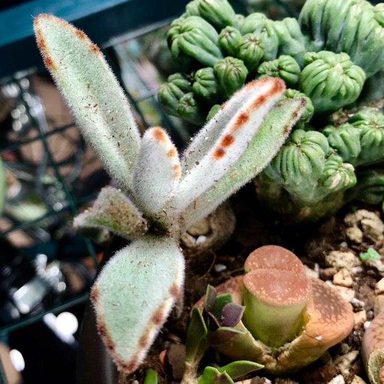 Plant image Kalanchoe Tomentosa Golden Girl