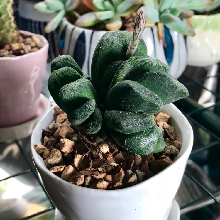 plant image 648364