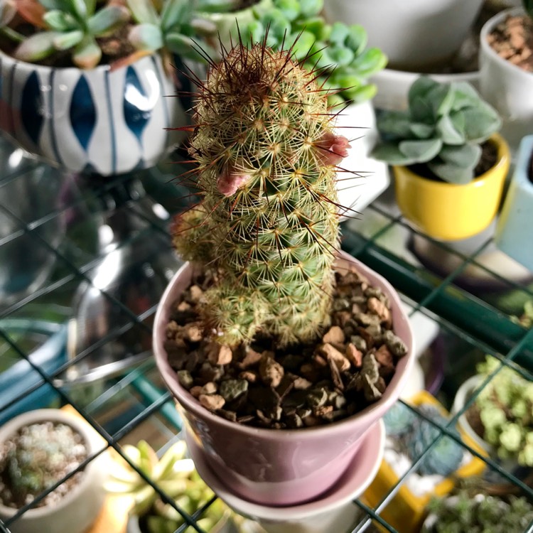 Plant image Mammillaria elongata 'Pink Nymph'