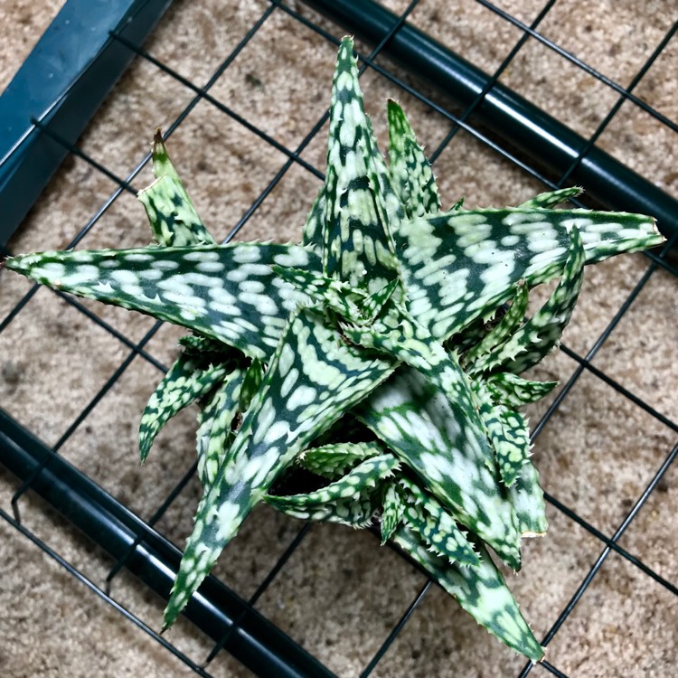 Plant image Aloe 'Snowstorm'