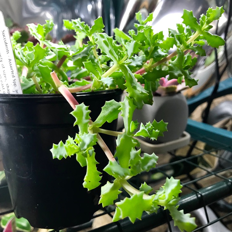 Plant image Lampranthus blandus 'Schwantes'