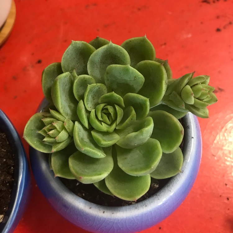 Plant image Echeveria Ramillete