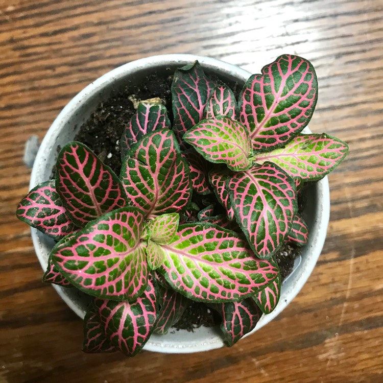 Plant image Fittonia agyroneura 'Mini Red Vein'