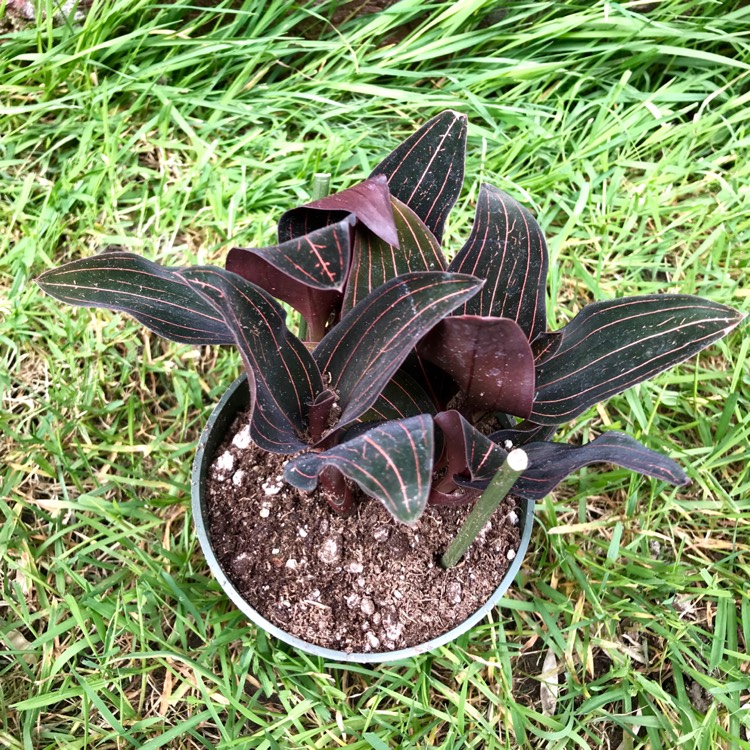 plant image 667077