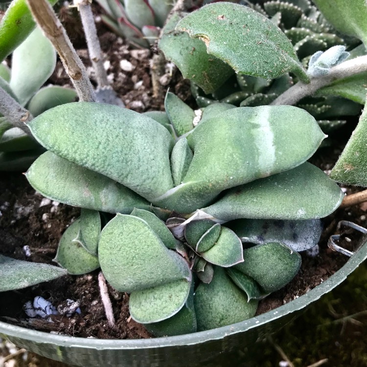 Plant image Gasteria Glomerata