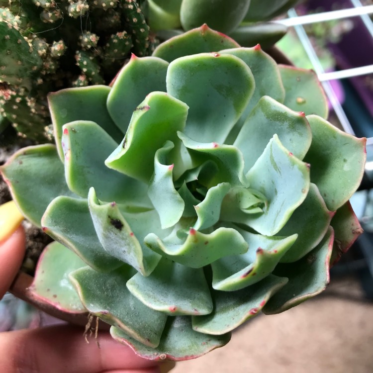 Plant image Echeveria Tsunami