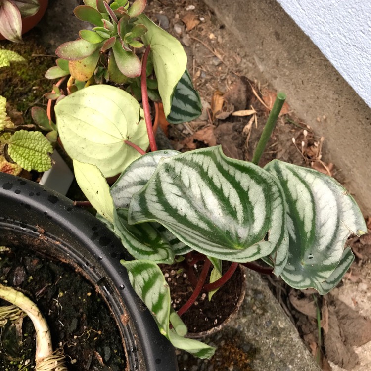 Plant image Peperomia sandersii