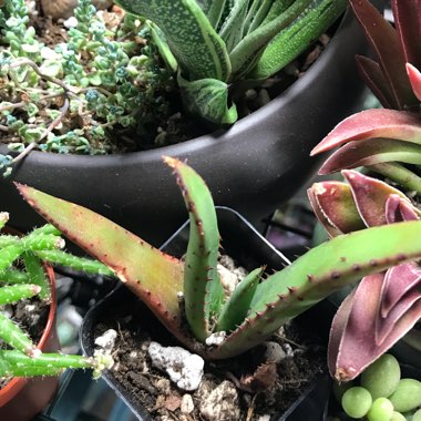plant image 677483