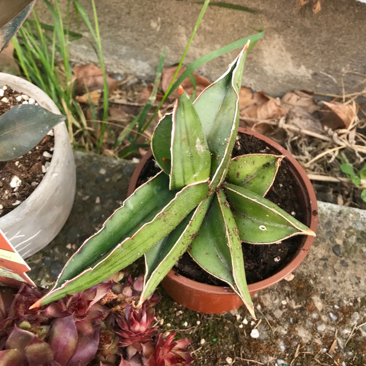 Plant image Sansevieria ehrenbergii 'Banana'