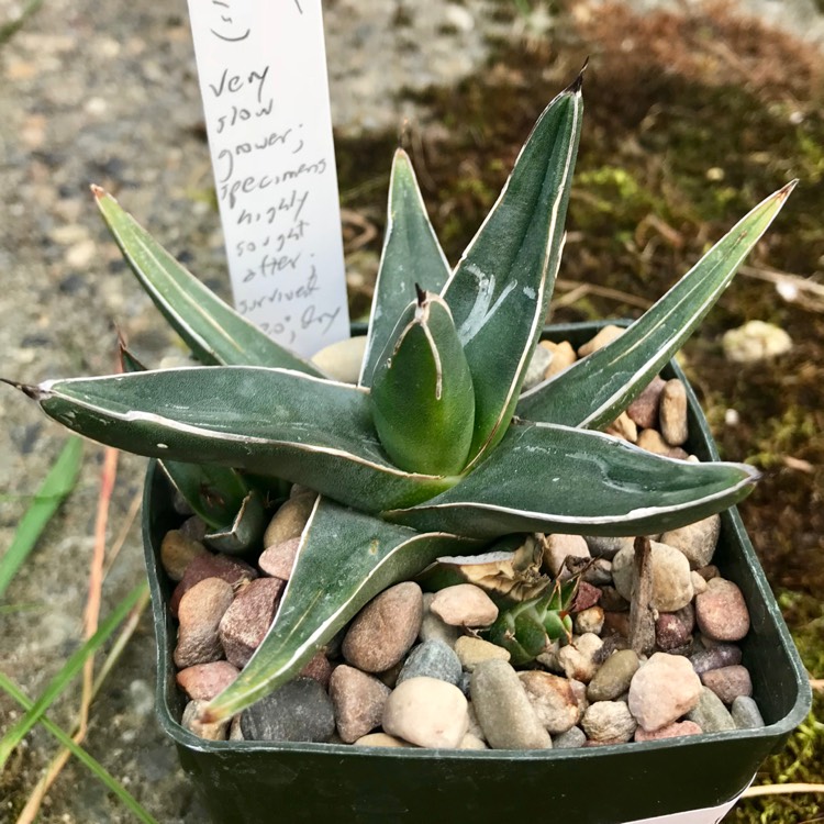 Plant image Agave 'victoriae-reginae'