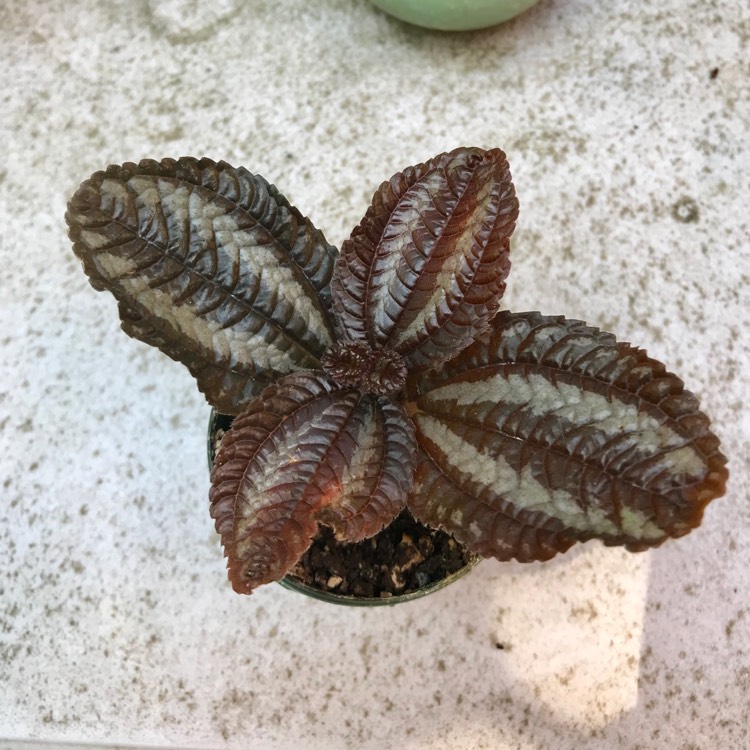 Plant image Pilea involucrata 'Norfolk'