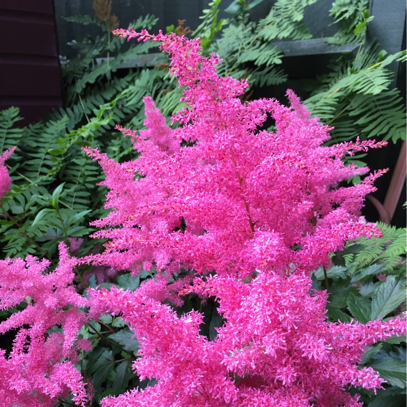plant image 165854