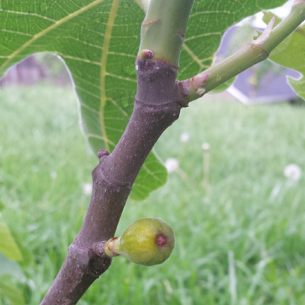 Plant image Ficus carica 'Chicago Hardy' syn. Ficus carica 'Chicago', Ficus carica 'Hardy Chicago'