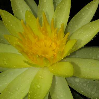 Nymphaea 'Colorado'