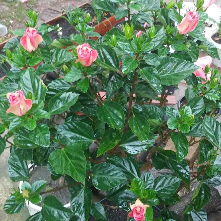 Plant image Hibiscus rosa-sinensis 'Painted Lady'