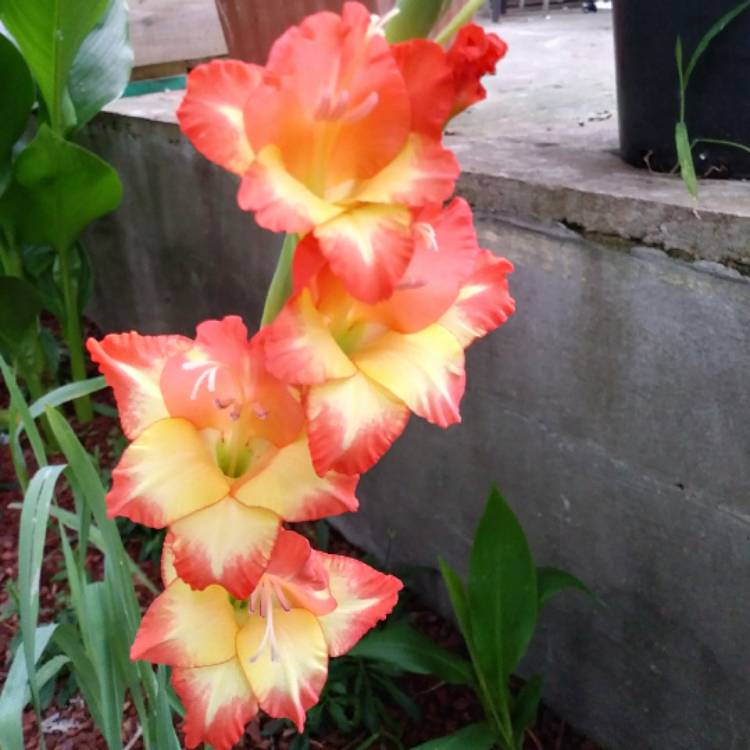 Plant image Gladiolus 'Las Vegas'