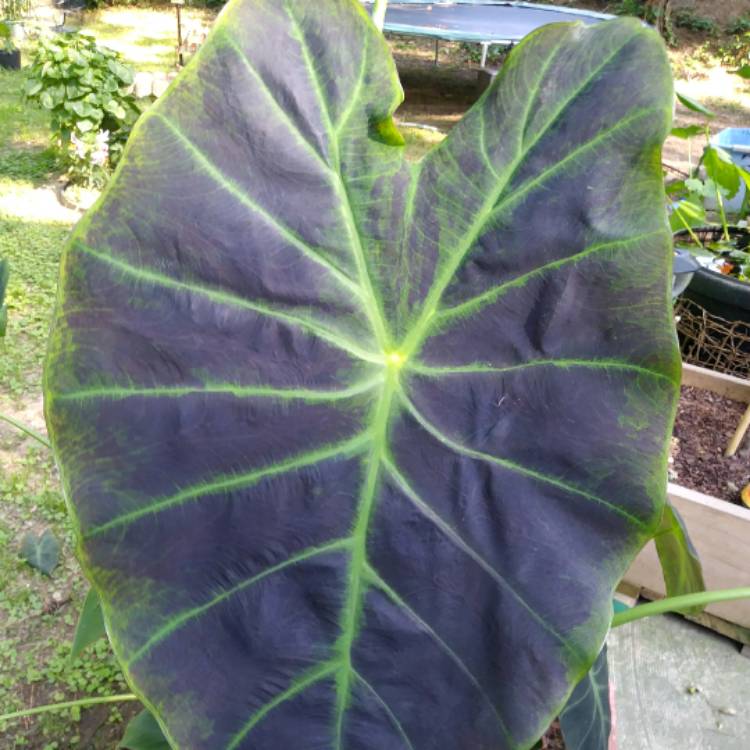 plant image 472186 plant image 472186