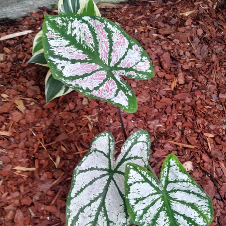Plant image Caladium Candidum 'Junior Improved'