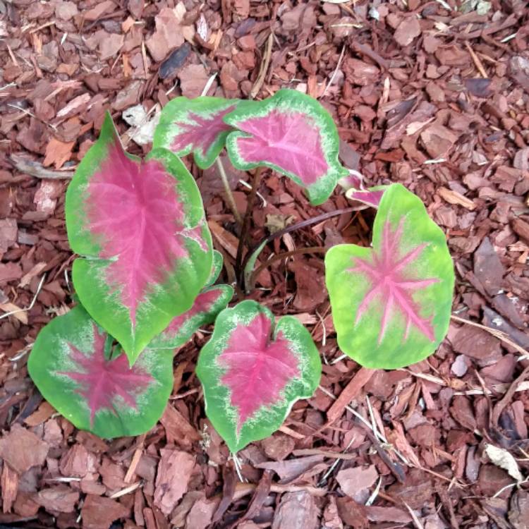 Plant image Caladium hortulanum 'Pink Cloud'