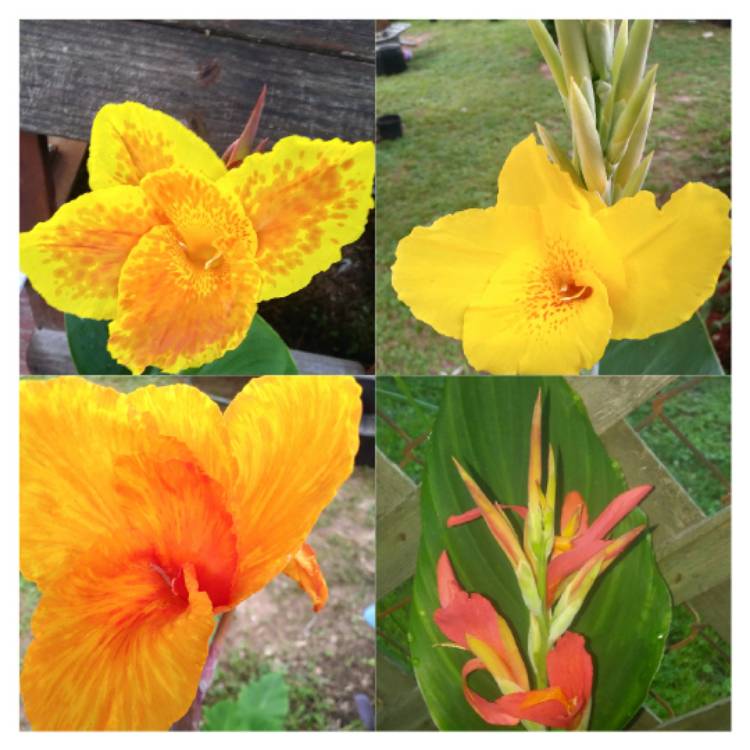 plant image 478144