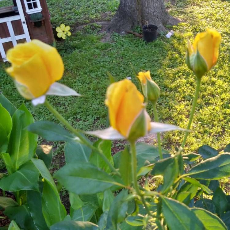 plant image 480238