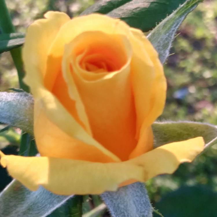plant image 480290