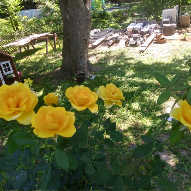 Plant image Rosa 'Yellow Brick Road'