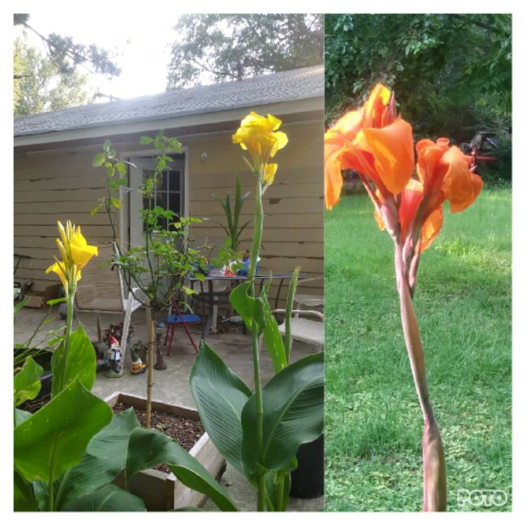 plant image 494467