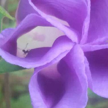 Ipomoea purpurea 'Grandpa Ott'
