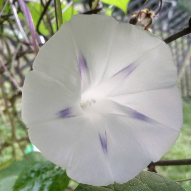 plant image 515262