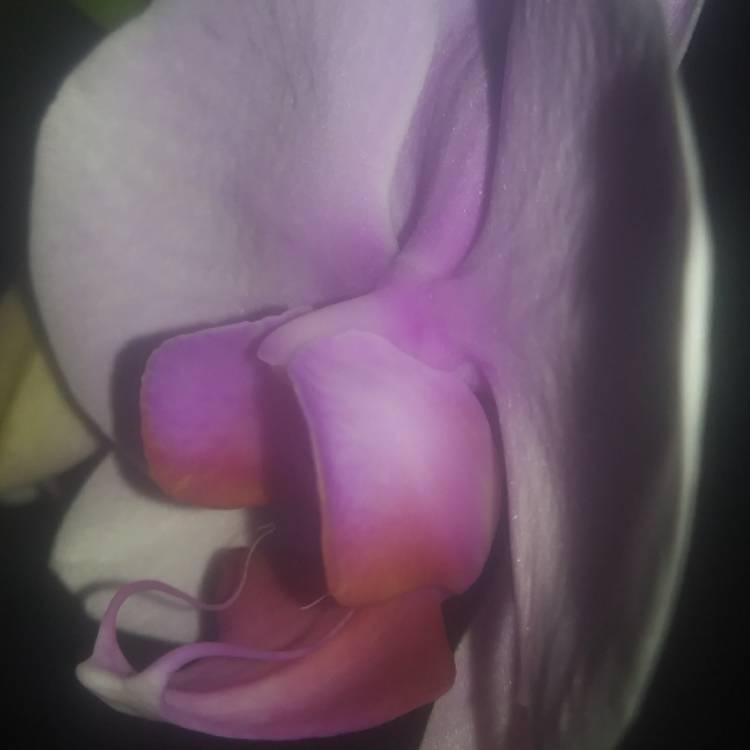 Plant image Phalaenopsis 'Washington'