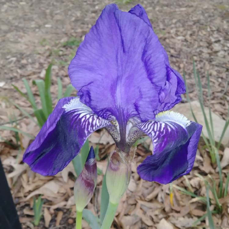 Plant image Iris x germanica 'Victoria Falls'