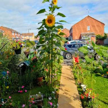 Tracey's garden