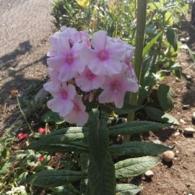 Tracey's garden